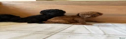 Cockapoo dogs for sale: Ready Now f1b Black & Brown Cockapoo Puppies! 🐾 - Advert 15