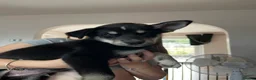Mixed Breed dogs for sale: Husky X Labrador puppies  - Advert 9