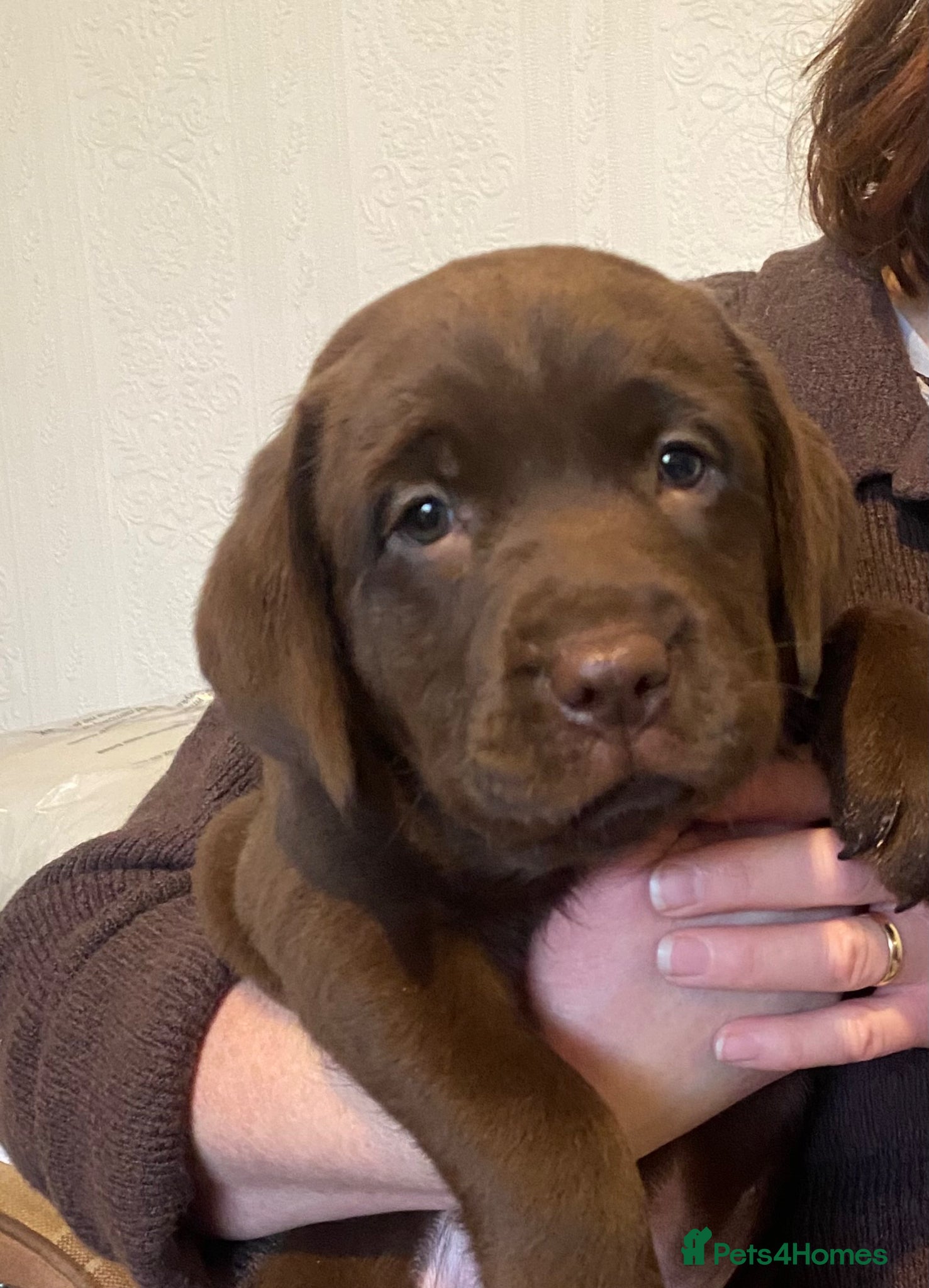 Labrador Retriever dogs one chocolate bitch available  - Advert 12