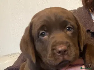 Labrador Retriever dogs one chocolate bitch available - Advert 12