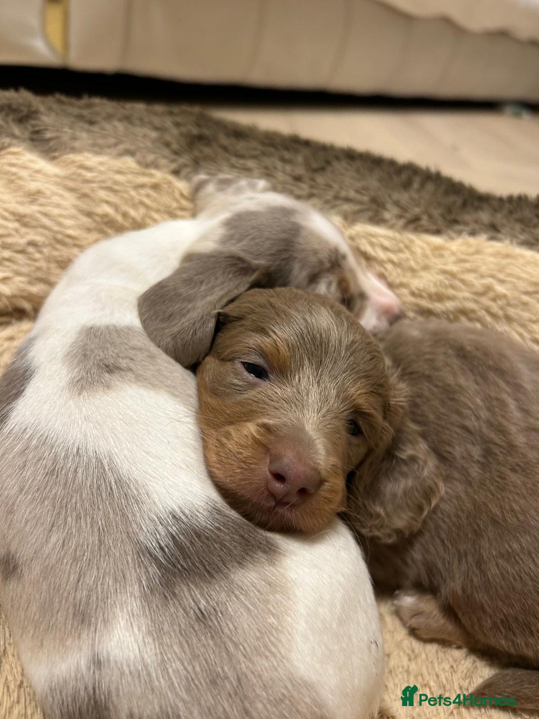 Miniature Dachshund dogs for sale: Long/short hair miniature dashound  - Image 7