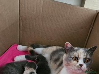 British Shorthair cats GCCF chunky girl - Advert 3