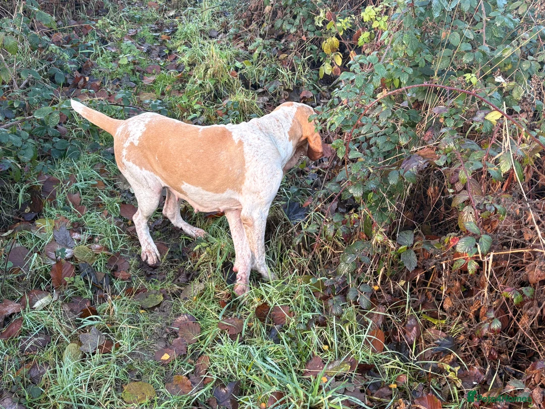 Bracco Italiano dogs for sale: Spring Litter Planned  - Advert 16