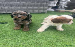 Cavapoo dogs for sale: F1 cavapoo puppies for sale - Image 8