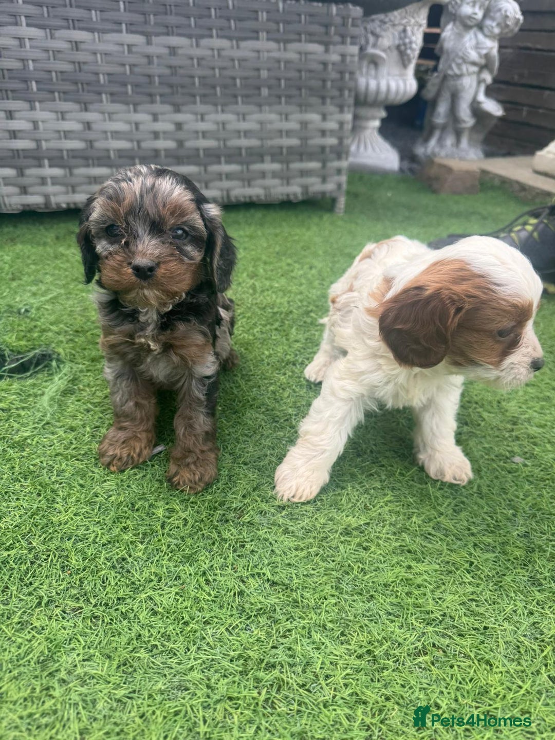 Cavapoo dogs for sale: F1 cavapoo puppies for sale - Image 8