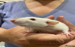 Rat rodents for sale: Very friendly baby rats, including dumbo Siamese  - Image 14