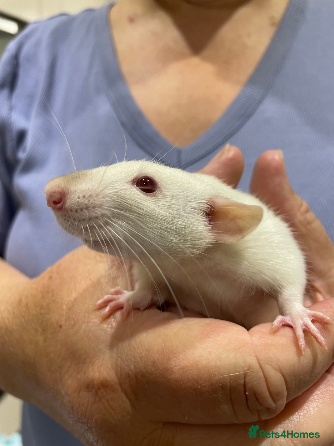 Rat rodents for sale: Very friendly baby rats, including dumbo Siamese  - Image 14