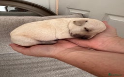 Mixed Breed dogs for sale: 🔥❤️ Beautiful labrador fur baby’s 🔥❤️ - Image 11