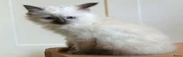 Ragdoll cats for sale: Quality GCCF Reg Ragdoll Kittens - Advert 7