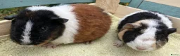 Guinea Pig rodents for sale: Gorgeous pure bred Teddy girls/sows - Advert 5