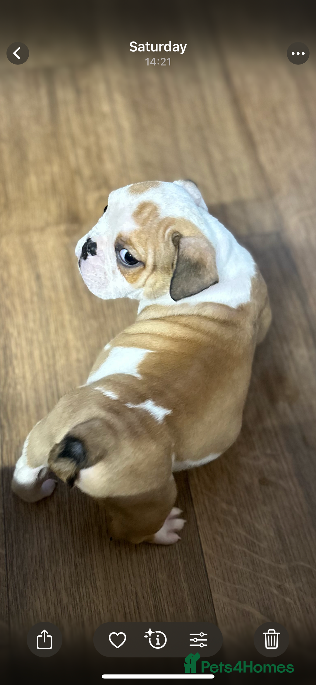 English Bulldog dogs for sale: English bulldogs  - Image 9