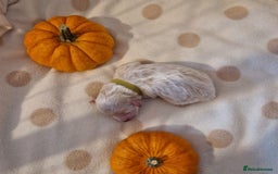 Maltipoo dogs for sale: 🐾✨️Beautiful Maltipoo Pups ready in December!🐾✨️ - Image 10