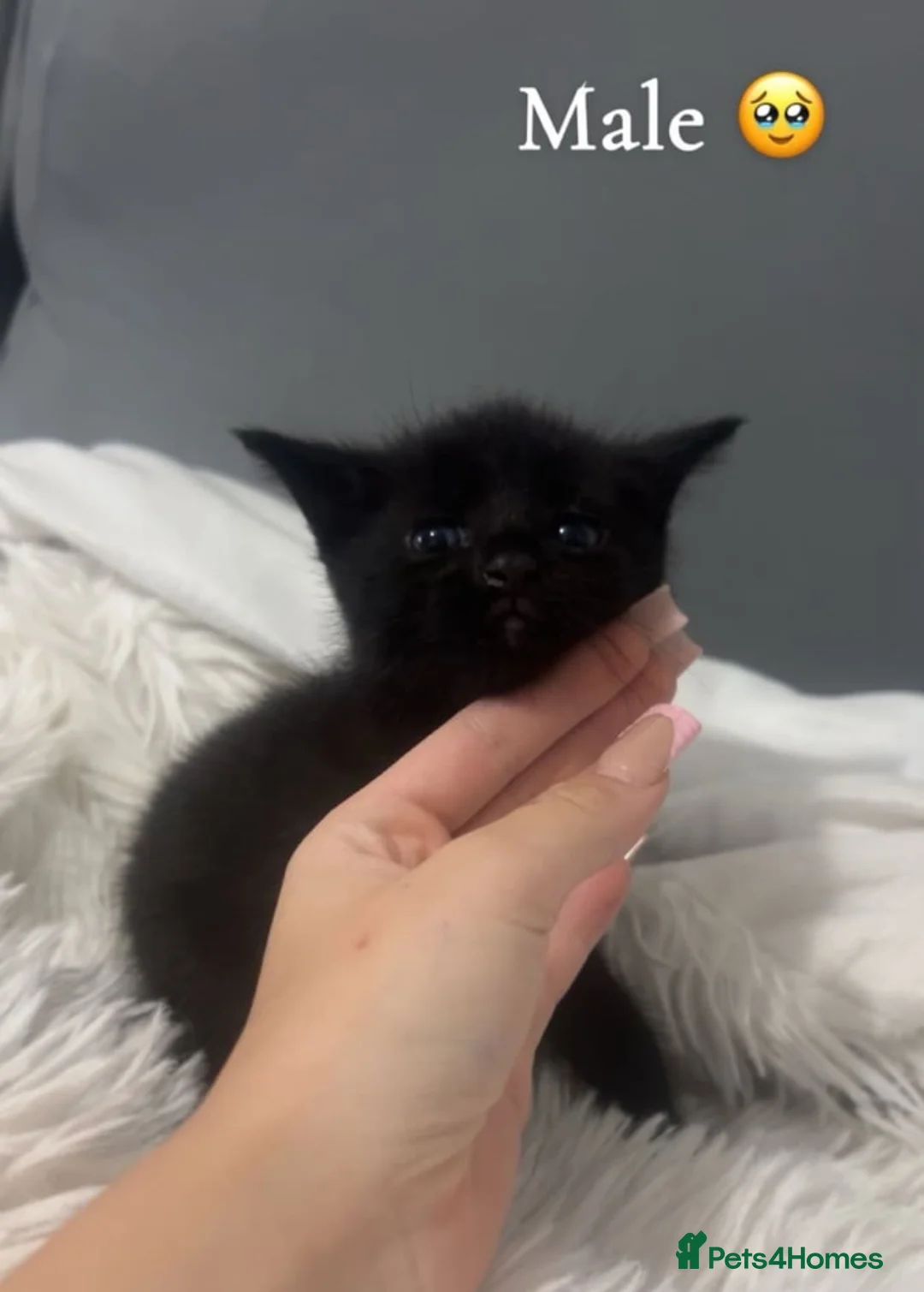 Mixed Breed cats for sale: black kittens  - Advert 2