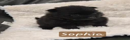 Pomeranian dogs for sale: Pretty cute Pomeranians  - Advert 8
