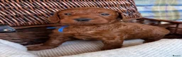 Irish Doodle dogs for sale: 🐾 Irish doodles 🐾 - Advert 10