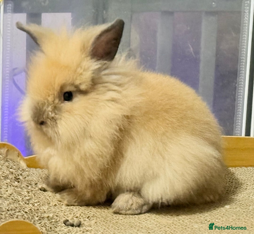 Lionhead rabbits for sale: Double Mane (f)&No Mane(m) Lionhead £50 & £2 - Image 17