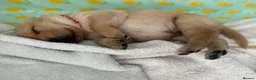 Labrador Retriever dogs for sale: Beautiful fox red labrador puppies - Advert 13