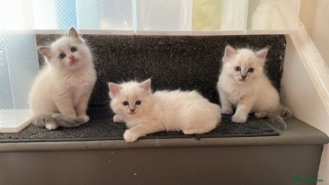 Ragdoll cats for sale: READY NOW! Adorable pure breed Ragdoll girl. - Advert 3