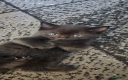 Mixed Breed cats for sale: 3 kittens looking for their forever homes.  - Image 10