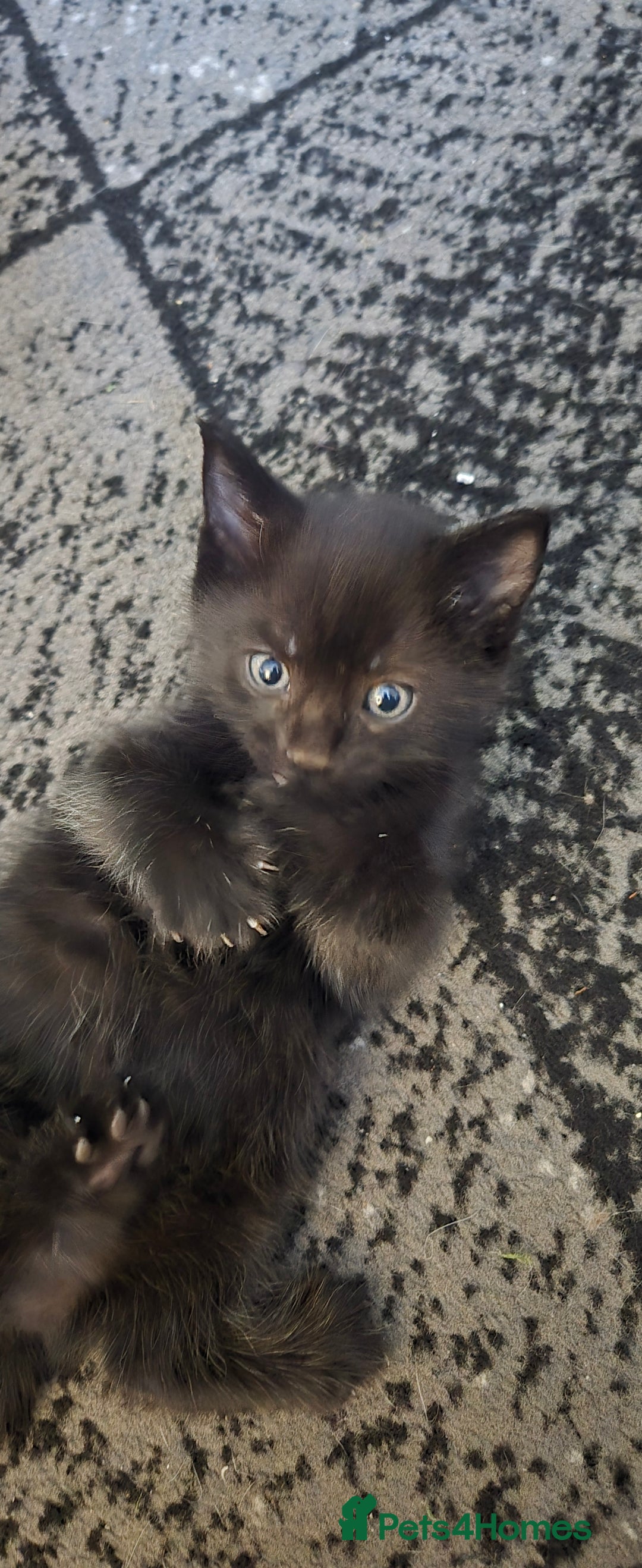 Mixed Breed cats for sale: 3 kittens looking for their forever homes.  - Image 10