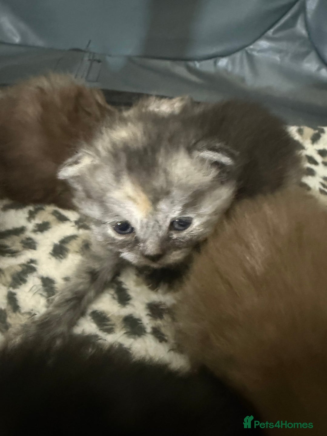 Scottish Fold cats for sale: Stunning Rainbow litter ready for  **   - Advert 35
