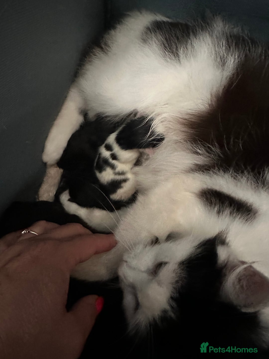 Mixed Breed cats for sale: Lovely kittens - Image 6