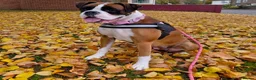 Boxer dogs for sale: Mr simon lee - Advert 1