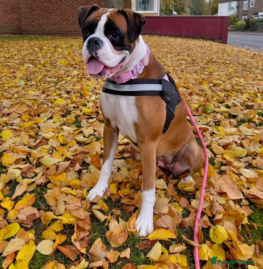 Boxer dogs for sale: Mr simon lee - Advert 1