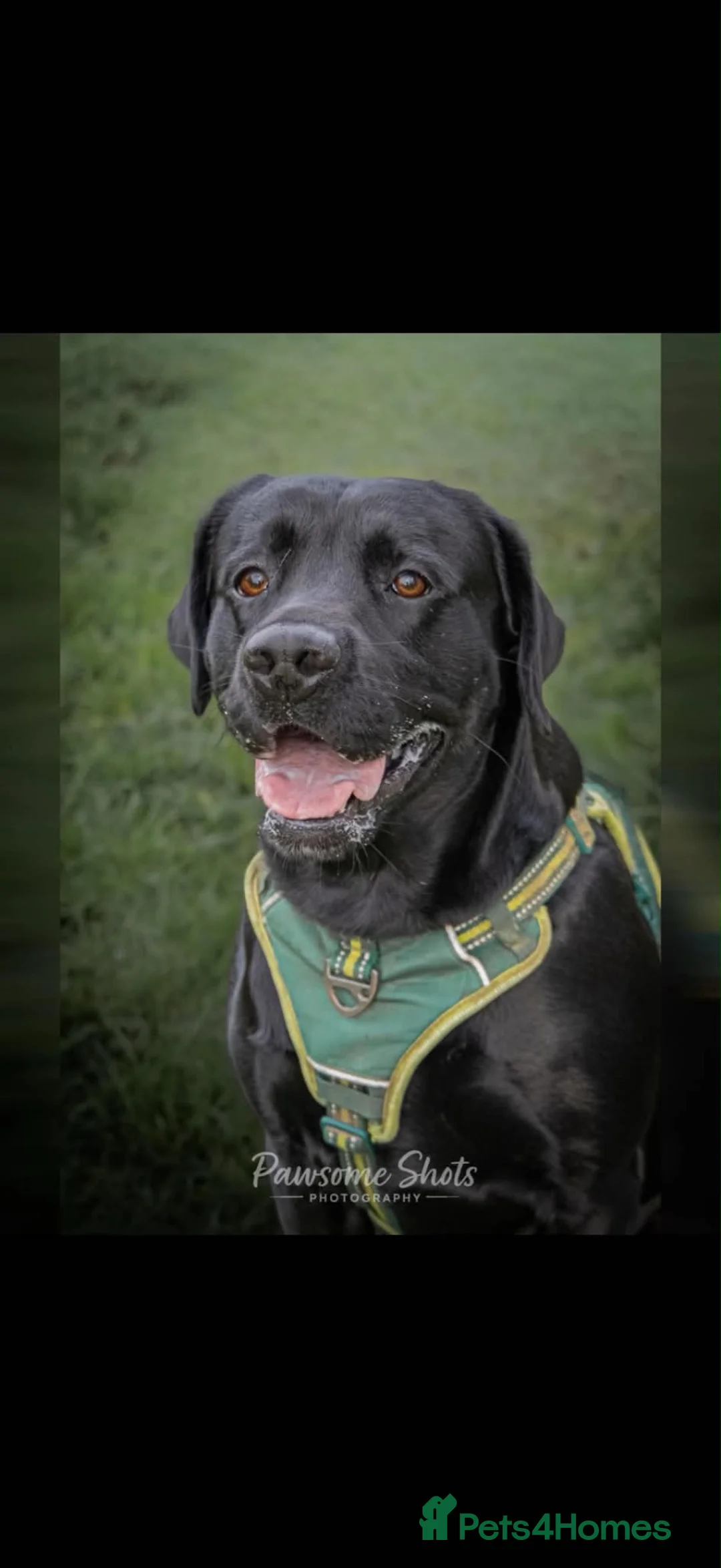 Labrador Retriever dogs for stud: Black Labrador STUD in Yeovil - Advert 2