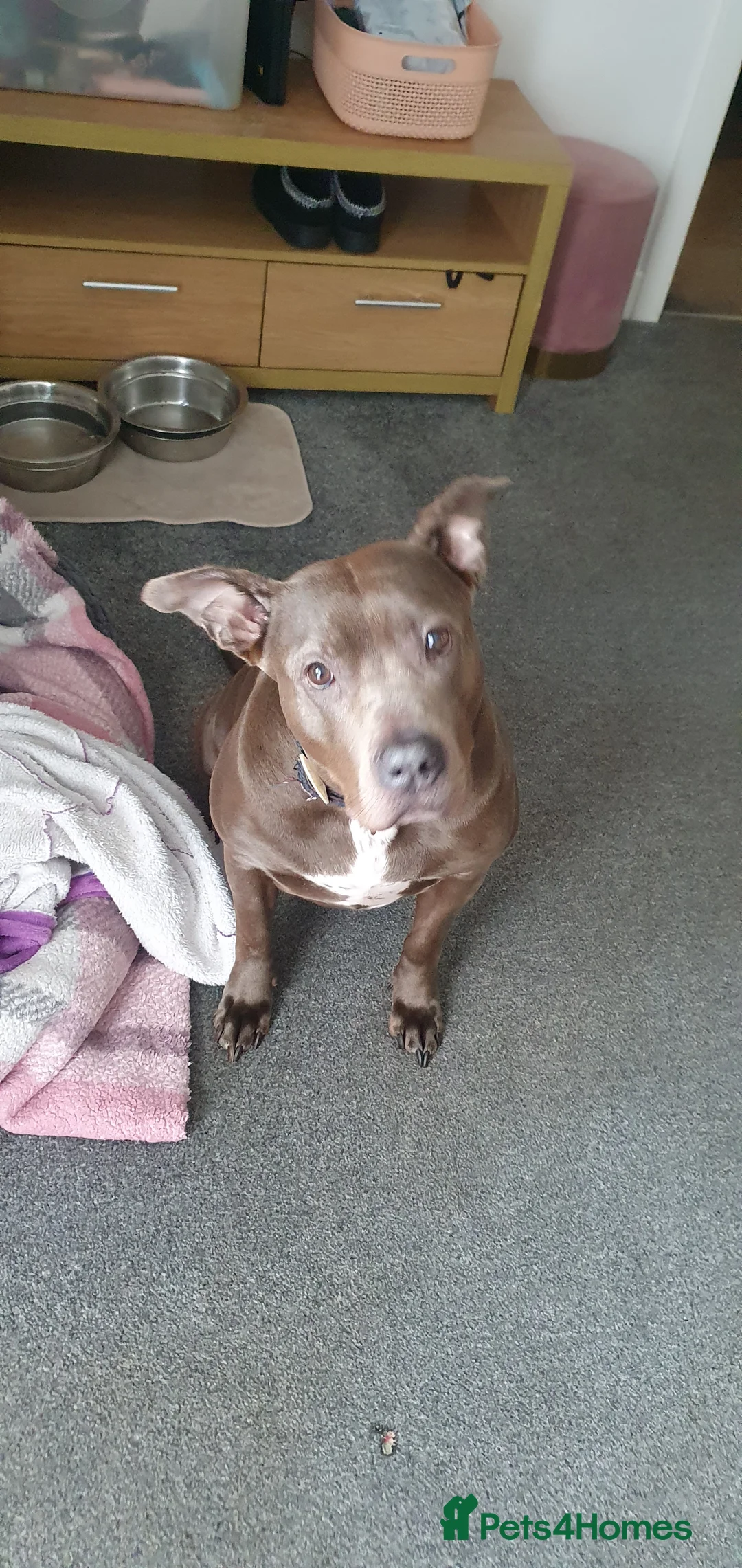 Mixed Breed dogs for sale: bluebelle  - Advert 2