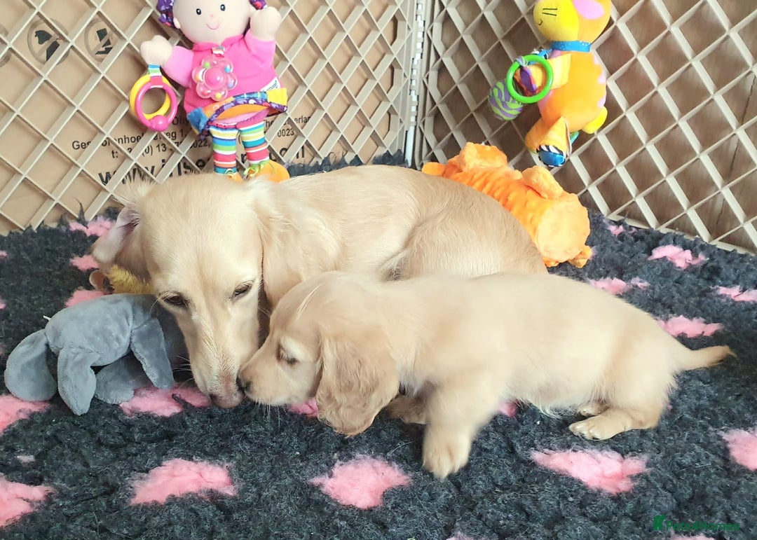 Miniature Dachshund dogs for sale: Beautiful long haired mini dachshunds - Advert 18