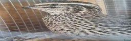 Quail poultry for sale: Corturnix quail fertile eggs - Advert 28