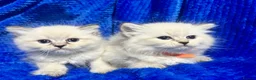 Siberian cats for sale: 💎💎GCCF Siberian Neva Masquerade Kittens💎💎 - Advert 12
