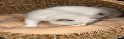 Ragdoll cats for sale: Beautiful TICA Registered Ragdoll Kittens 🩵 - Advert 14