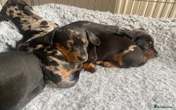 Miniature Dachshund dogs for sale: Miniature Black and Tan Dapple Dachshunds - Image 13