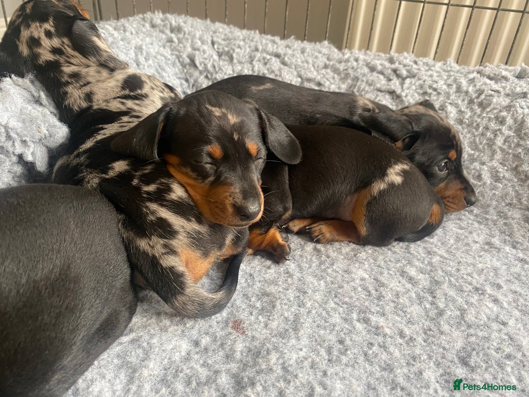 Miniature Dachshund dogs for sale: Miniature Black and Tan Dapple Dachshunds - Image 13