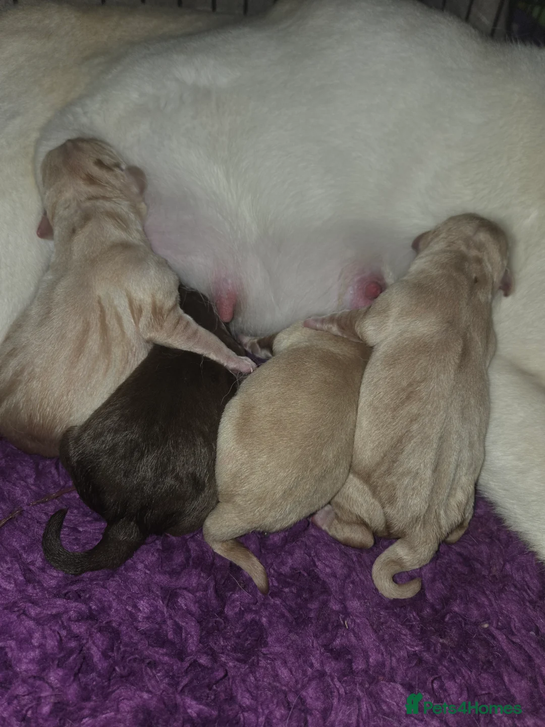 Labrador Retriever dogs for sale: Kc Registered quality labrador puppies - Advert 6