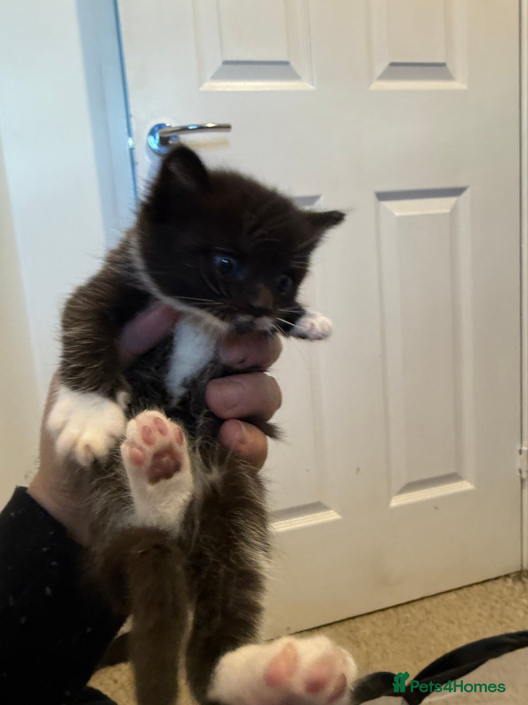 American Curl cats for sale: 4 littens - Image 2