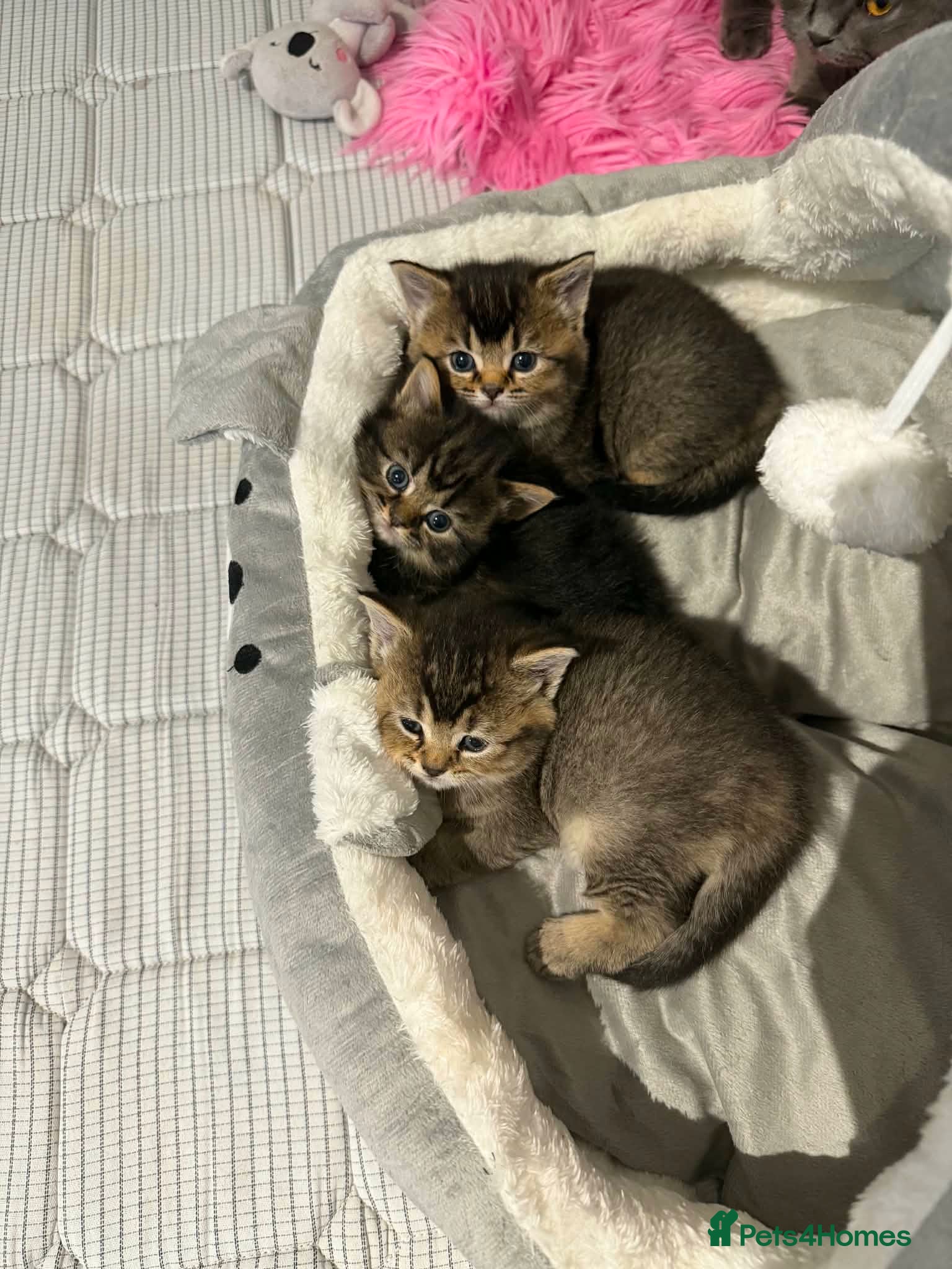Mixed Breed cats for sale: 3 Little kittens  in Basildon - Advert 11