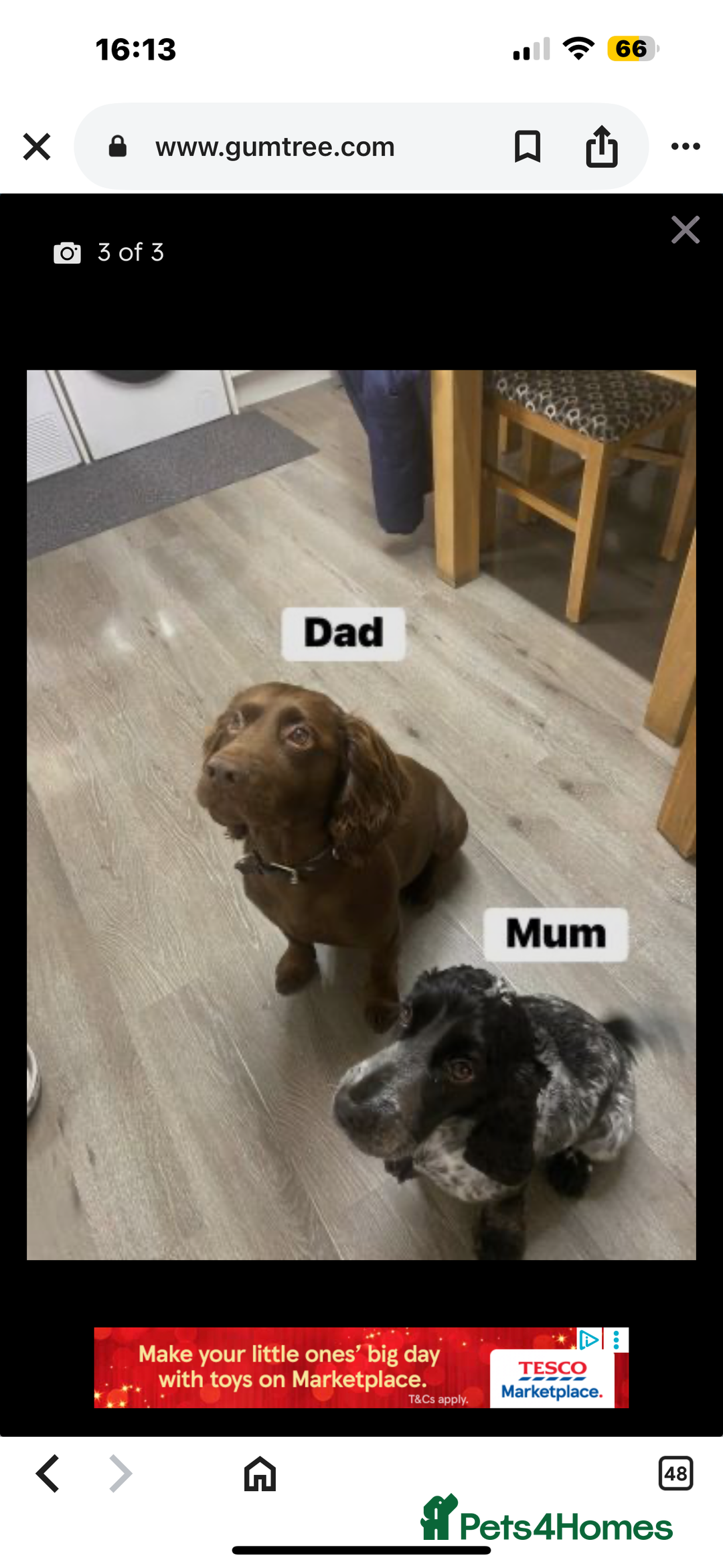 Cocker Spaniel dogs for sale: Fully pedigree cocker spaniel puppies  - Advert 3