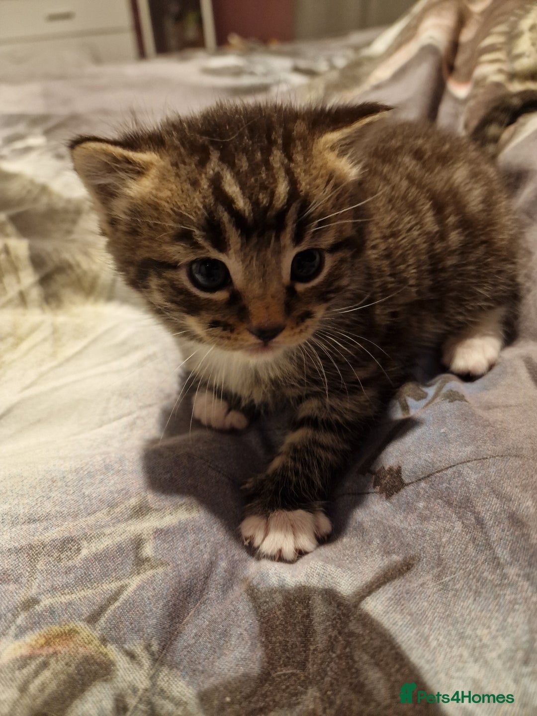Mixed Breed cats for sale: Male and Female Cats - Image 5