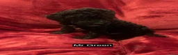 Cockapoo dogs for sale: Black Tightly Curled Cockapoo Pups - READY NOW - Advert 8