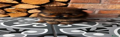 Pomeranian 1