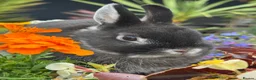 Netherland Dwarf rabbits for sale: Netherland dwarf bunny rabbits silly tame - Advert 3