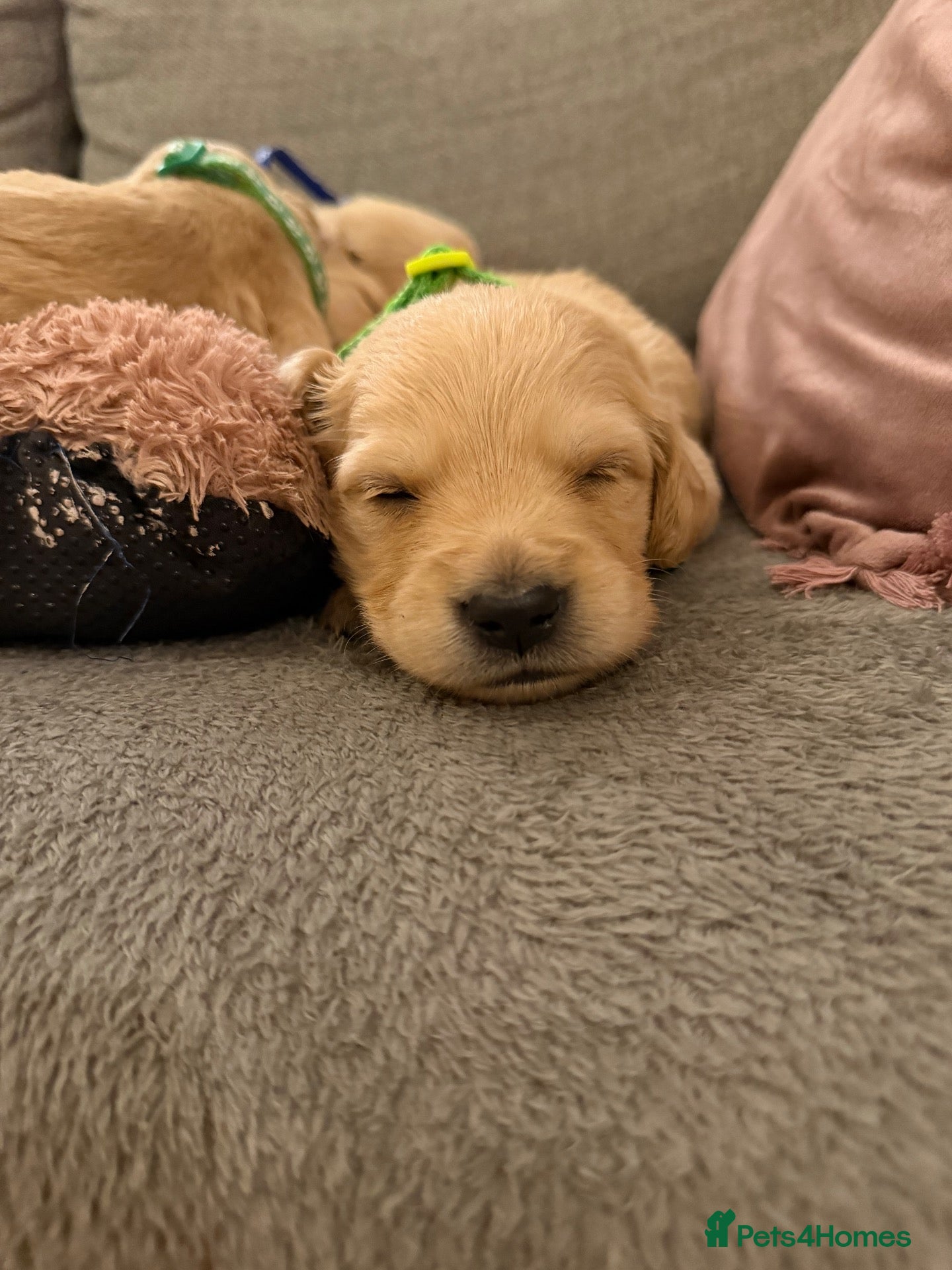 Golden Retriever dogs 🌟4 strong boys left out of a stunning litter!! - Advert 5