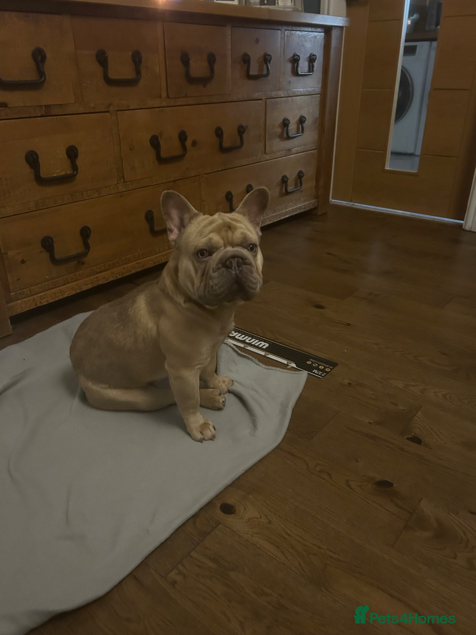 French Bulldog dogs French bulldog  - Advert 1