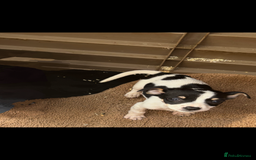 Jack Russell dogs for sale: Jack Russell  - Image 2