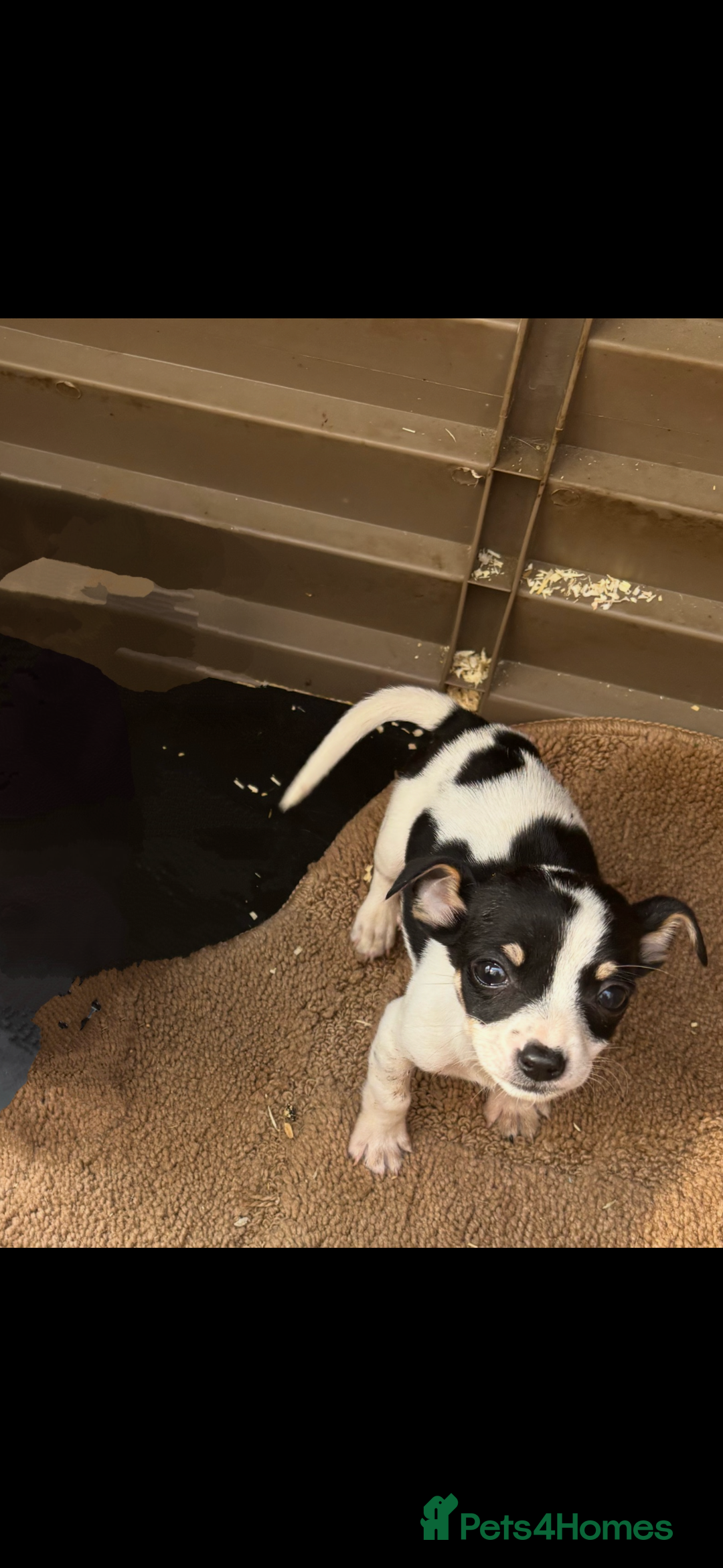 Jack Russell dogs for sale: Jack Russell  - Image 2
