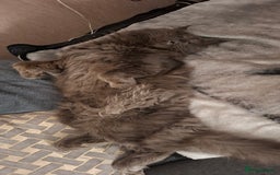 Maine Coon cats for sale: Maine coons for sale boy  - Image 4