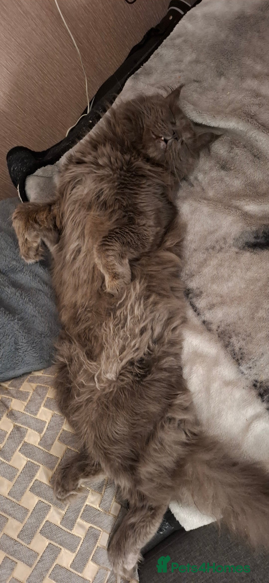 Maine Coon cats for sale: Maine coons for sale boy  - Image 4